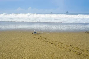 Pantai Sukamade Banyuwangi: Sejarah, Keunikan, dan Daya Tarik Utama