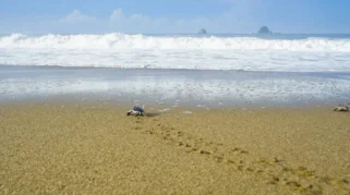 Pantai Sukamade Banyuwangi: Sejarah, Keunikan, dan Daya Tarik Utama