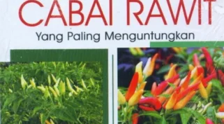 Peluang Usaha Pertanian Cabai Rawit Organik di Banyuwangi - Panduan Lengkap