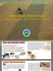 Peraturan melindungi penyu di Sukamade: Kebijakan, Implementasi, dan Tantangan