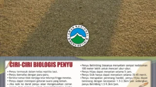 Peraturan melindungi penyu di Sukamade: Kebijakan, Implementasi, dan Tantangan