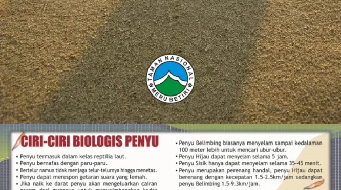 Peraturan melindungi penyu di Sukamade: Kebijakan, Implementasi, dan Tantangan