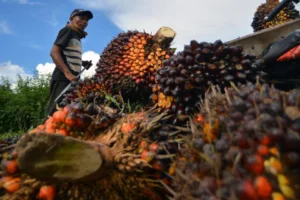 Prabowo: BBM Indonesia Akan Mandiri, Potensi dari Sawit dan Tebu