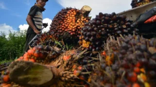 Prabowo: BBM Indonesia Akan Mandiri, Potensi dari Sawit dan Tebu