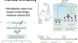 Reaksi Normal Setelah Vaksin Campak: Apa yang Harus Diketahui Orang Tua