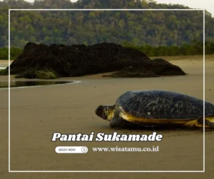 Review travel vlog tentang Sukamade: Apa yang Membuatnya Menarik?