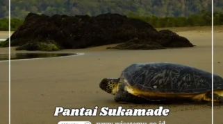 Review travel vlog tentang Sukamade: Apa yang Membuatnya Menarik?