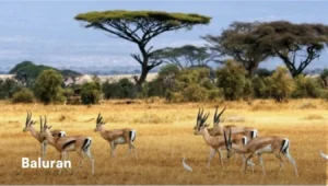 Sejarah Taman Nasional Baluran dan Flora Fauna: Dari Masa Pra‑Kolonial hingga Penetapan Resmi