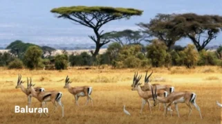 Sejarah Taman Nasional Baluran dan Flora Fauna: Dari Masa Pra‑Kolonial hingga Penetapan Resmi