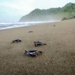 Spot terbaik untuk melihat penyu di Banyuwangi – Panduan lengkap untuk pecinta alam