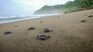 Spot terbaik untuk melihat penyu di Banyuwangi – Panduan lengkap untuk pecinta alam