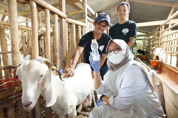 Studi Kasus: Peternakan Kambing Etawa Sukses di Banyuwangi
