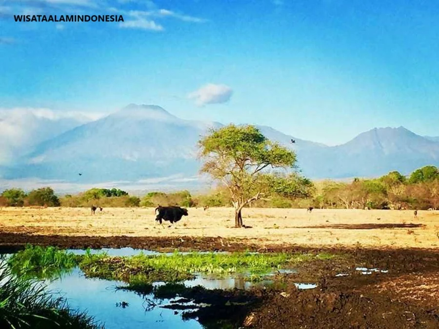 Taman Nasional Baluran: Menyelam di Alam Liar