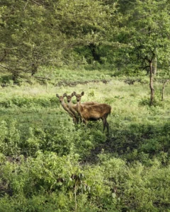 Tips Aman Traveling Banyuwangi: Panduan Lengkap untuk Liburan Tanpa Khawatir