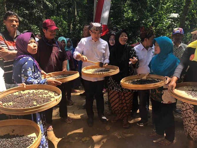 Tips bagi pengunjung yang ingin menyaksikan tradisi memanen kopi di Banyuwangi
