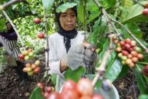 Tradisi memanen kopi di Banyuwangi