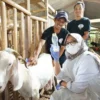 Usaha peternakan kambing etawa di Banyuwangi: Mengapa Pilihan Ini Menguntungkan?