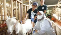 Usaha peternakan kambing etawa di Banyuwangi: Mengapa Pilihan Ini Menguntungkan?