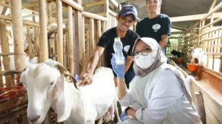 Usaha peternakan kambing etawa di Banyuwangi: Mengapa Pilihan Ini Menguntungkan?