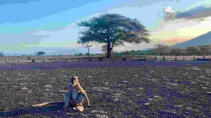 Wisata Baluran untuk Fotografi Alam: Panduan Lengkap bagi Pecinta Foto