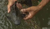 41 Ikan Sapu-sapu Besar Ditangkap di Kali Cideng Depan Plaza Indonesia