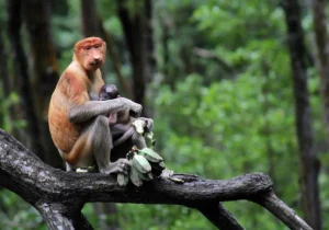 5 Satwa Ikonik Indonesia Terancam Punah, Ini Kondisi Terbarunya