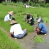 85 Hektare Sawah Pulo Siron Ditanami Kembali, Upaya Pemulihan Ekonomi Petani di Bireuen