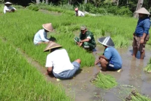 85 Hektare Sawah Pulo Siron Ditanami Kembali, Upaya Pemulihan Ekonomi Petani di Bireuen