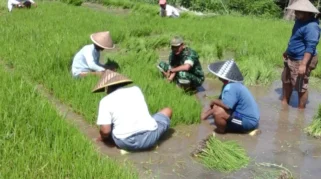 85 Hektare Sawah Pulo Siron Ditanami Kembali, Upaya Pemulihan Ekonomi Petani di Bireuen