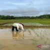 Banyuwangi Percepat Tanam Padi Antisipasi Kemarau 2026