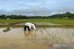 Banyuwangi Percepat Tanam Padi Antisipasi Kemarau 2026