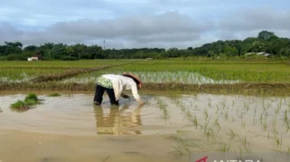 Banyuwangi Percepat Tanam Padi Antisipasi Kemarau 2026