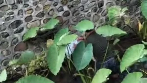 Bayi Ditemukan di Saluran Air Dirawat RSUD, Polisi Buru Pelaku