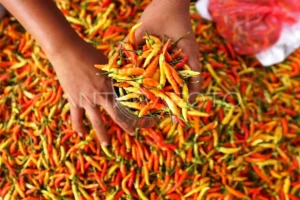 BPS: Tradisi Rica‑Rica Dorong Inflasi Harga Cabai Rawit di Gorontalo