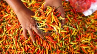 BPS: Tradisi Rica‑Rica Dorong Inflasi Harga Cabai Rawit di Gorontalo