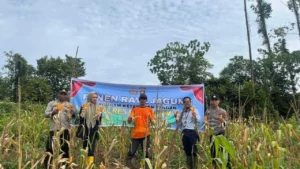 Bulog Dukung Panen Raya Jagung dan Tanam Serentak di Blora Dorong Swasembada Pangan