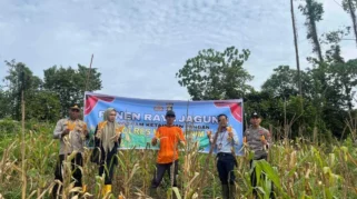 Bulog Dukung Panen Raya Jagung dan Tanam Serentak di Blora Dorong Swasembada Pangan