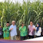 Bulog Jamin Penyerapan Tebu Petani Blora Lewat PT GMM Sesuai Harga Pemerintah 2026