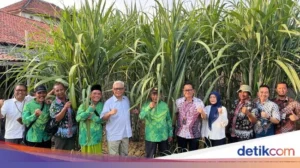 Bulog Jamin Penyerapan Tebu Petani Blora Lewat PT GMM Sesuai Harga Pemerintah 2026