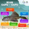 Cara Penguburan Ikan Sapu‑Sapu oleh Pemprov DKI Dapat Kritik dari MUI