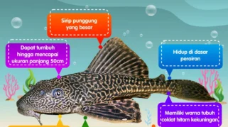 Cara Penguburan Ikan Sapu‑Sapu oleh Pemprov DKI Dapat Kritik dari MUI
