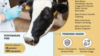 Cegah PMK, DKPPP Jember Vaksinasi 69 Sapi di Gumukmas