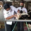 Cegah PMK Jelang Idul Adha, Banyuwangi Percepat Vaksinasi Ternak