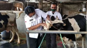 Cegah PMK Jelang Idul Adha, Banyuwangi Percepat Vaksinasi Ternak