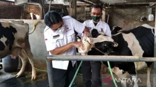 Cegah PMK Jelang Idul Adha, Banyuwangi Percepat Vaksinasi Ternak