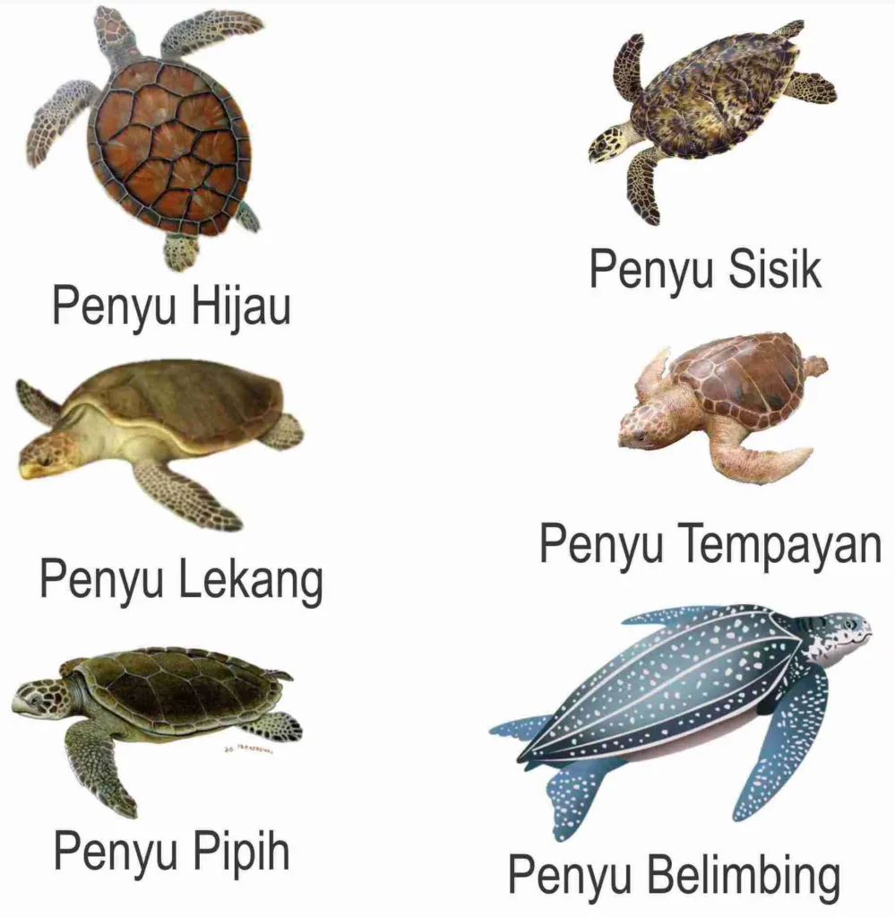 Daftar Spesies Marine Life yang Dapat Ditemui di Pantai Sawarna