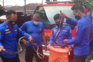 Damkar Evakuasi Ular Viper di Halaman Rumah Warga Bondowoso