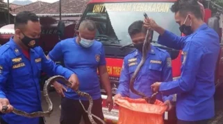 Damkar Evakuasi Ular Viper di Halaman Rumah Warga Bondowoso