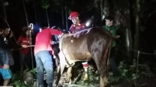 Damkarmat Banyuwangi Evakuasi Sapi Terperosok di Sumur 12 Meter