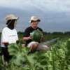Dispertan Nganjuk Buka Program Magang Petani Muda ke Jepang, Simak Syaratnya
